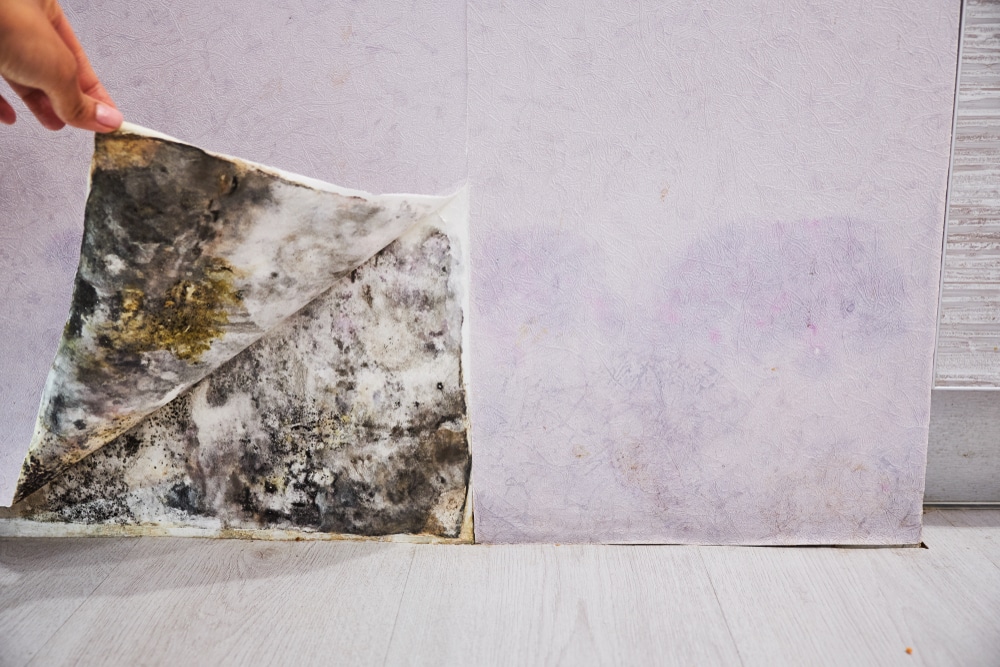 Hidden Mold Spores