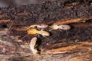wood destroying organisms, termite inspection, home inspection add-on
