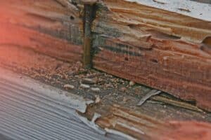 termite signs