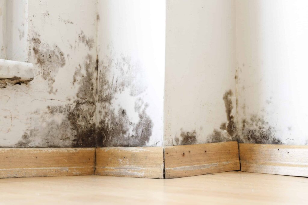 Mold Assessment Water Damage Mold Growth